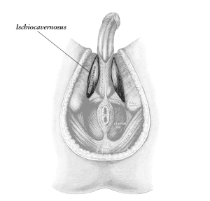 Perineal Muscles Male IC