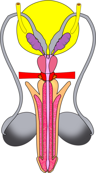 Male_reproductive_tract